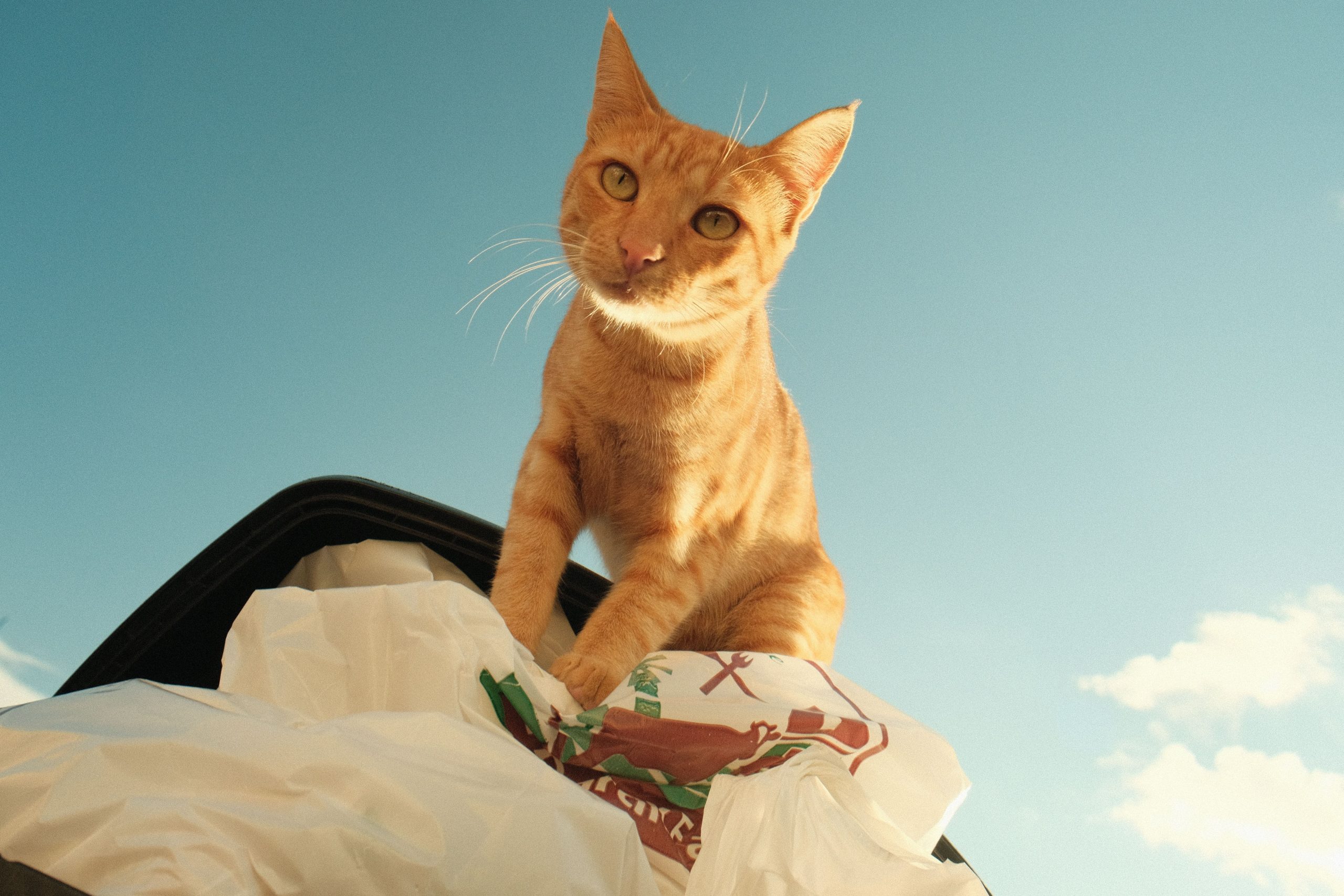 Litter Scoops